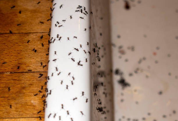 Best Ant Control Services  in Robbins, NC